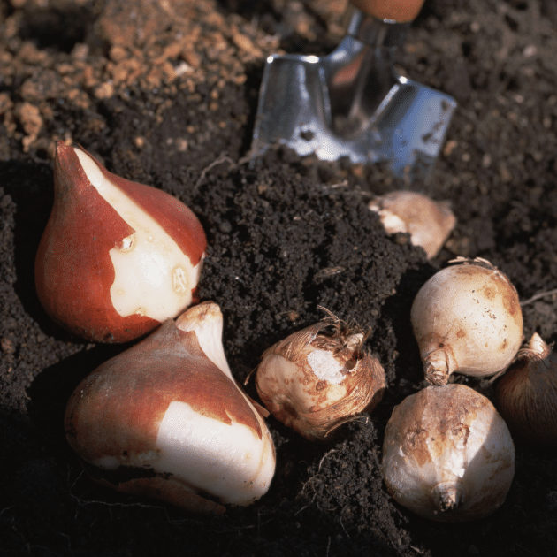 Picture of pots, bulbs and seeds