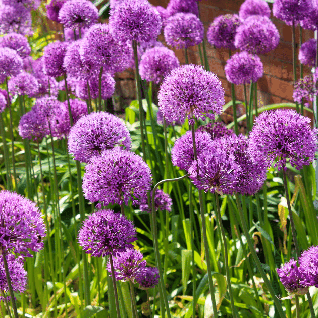 Eazy Plants - The Online Garden Centre - Allium Ambassador 2L