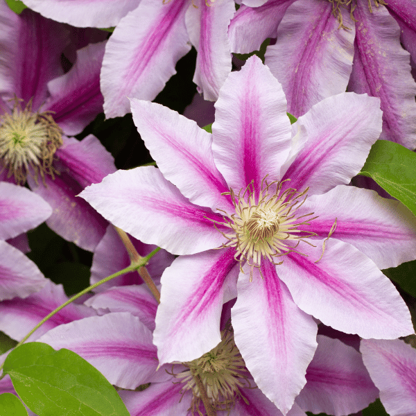Clematis Pruning