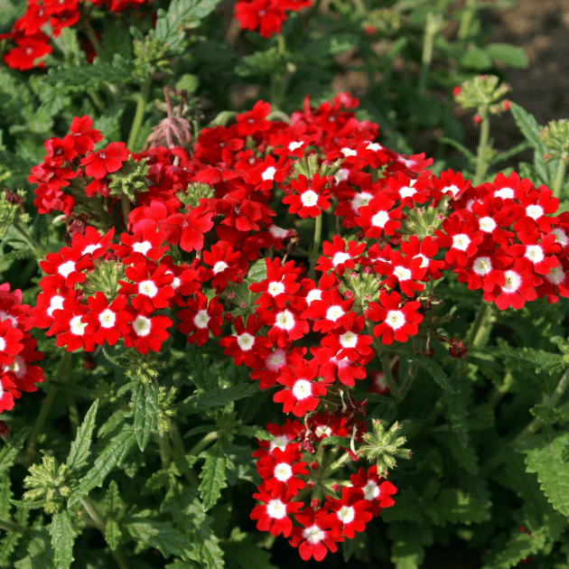 Eazy Plants The Online Garden Centre Verbena bedding plants 6 plants