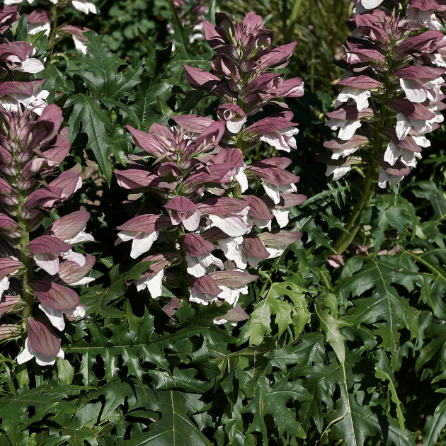 Eazy Plants - The Online Garden Centre - Acanthus 'Morning Candle' 2L
