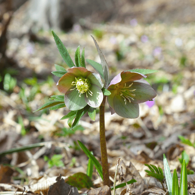 Eazy Plants - The Online Garden Centre -Helleborus Danas Dulcet 3L