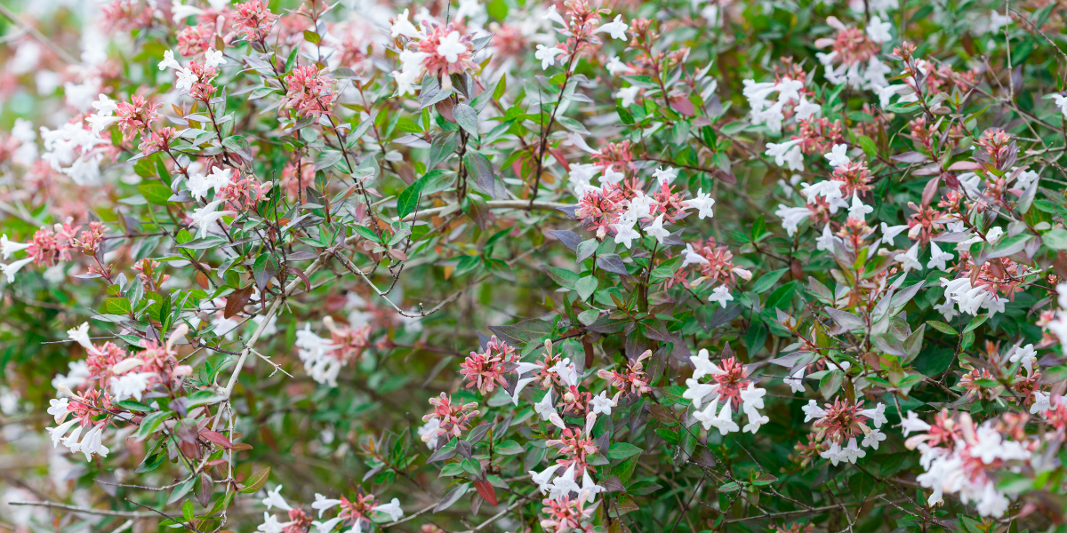 shrubs