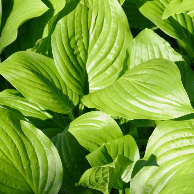 Eazy Plants The Online Garden Centre Hosta Marmalade on Toast 2L