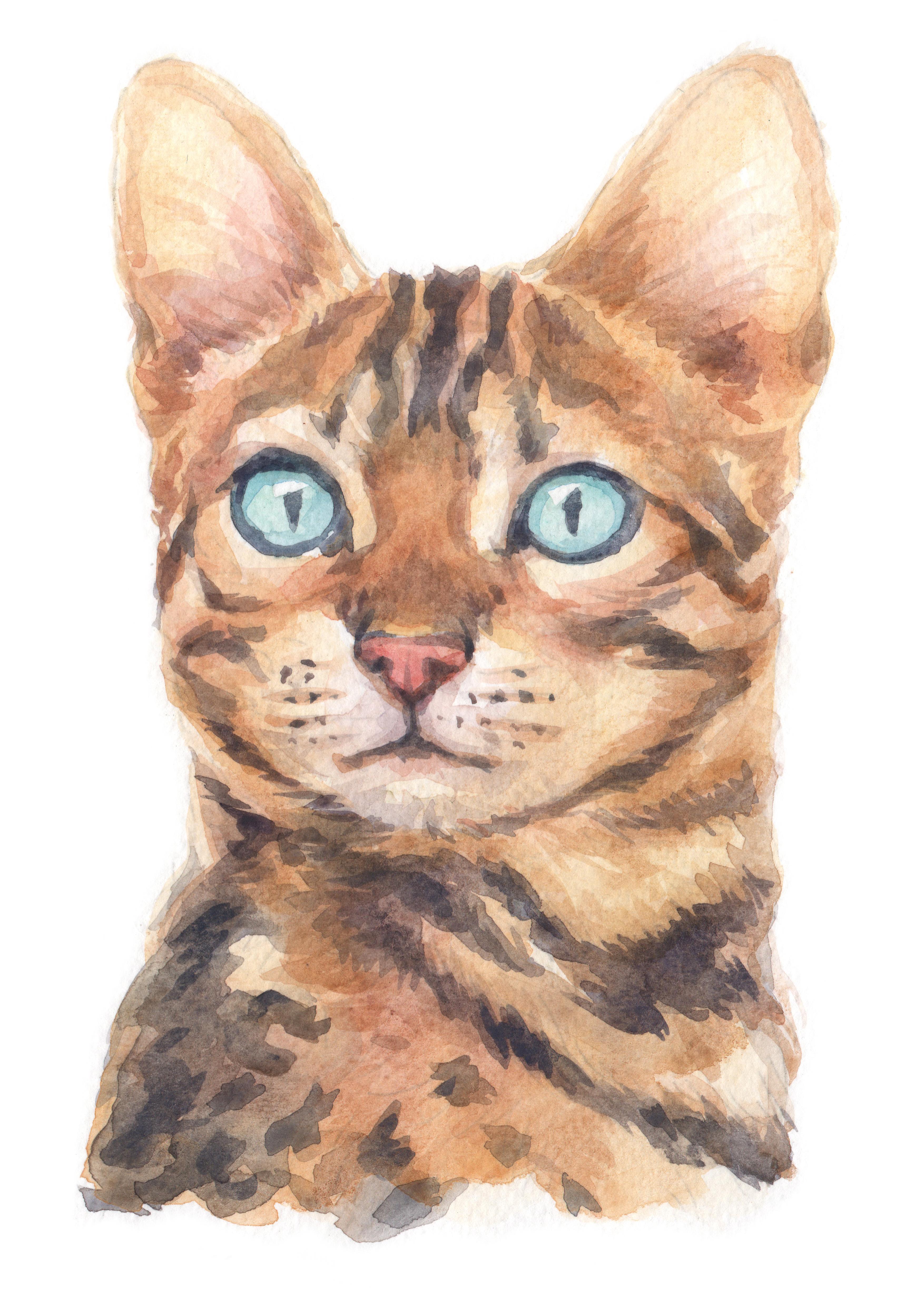 Bengal cat colored pencil drawing by JasminaSusak on DeviantArt
