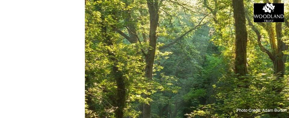 <h2>We're supporting The Woodland Trust</h2><p>For 2023-24 we're planting trees every month with The Woodland Trust to support our planet.</p>