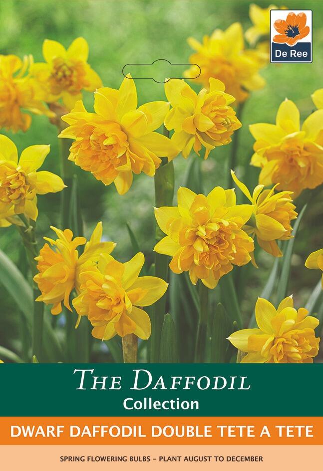 Dwarf Daffodil DOUBLE Tete a Tete