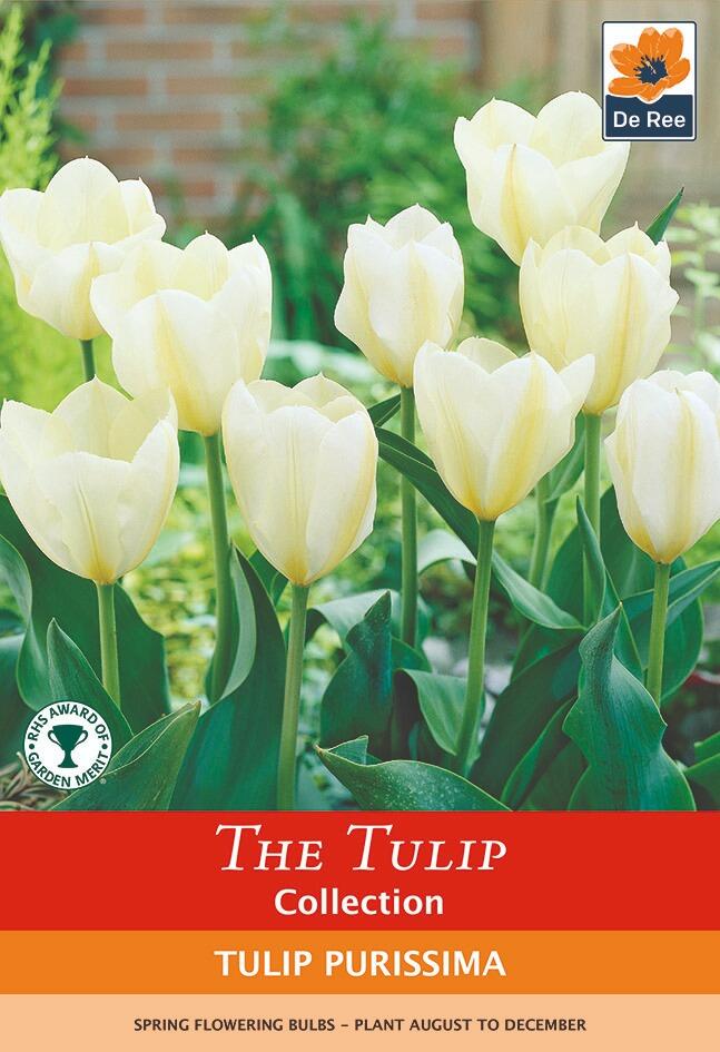 tulip-purissima-fosteriana-bulb-pack