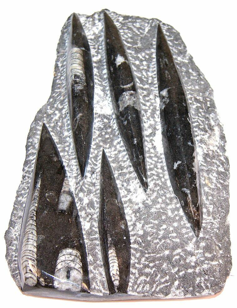 Orthoceras Fossil – 5-8 Inch Polished Natural Rock, Root Chakra Healing Crystal, Sahara Desert