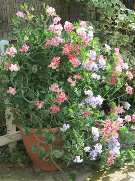 Can I grow Sweet Peas in pots?