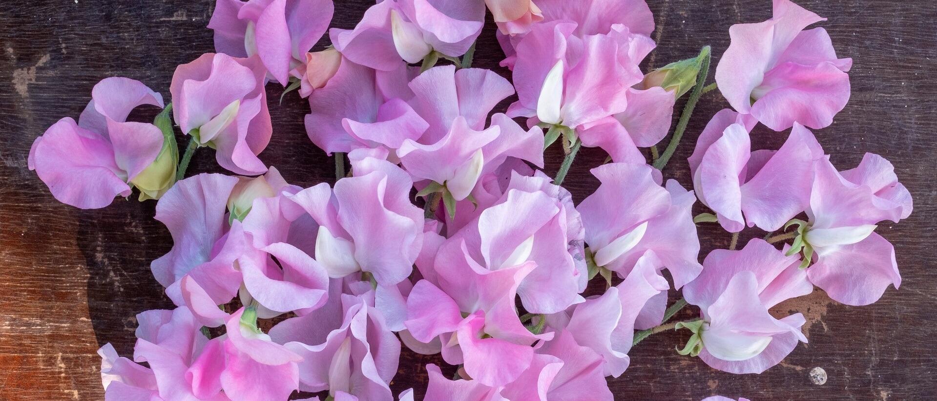 Sweet pea Amy Dowden, available here