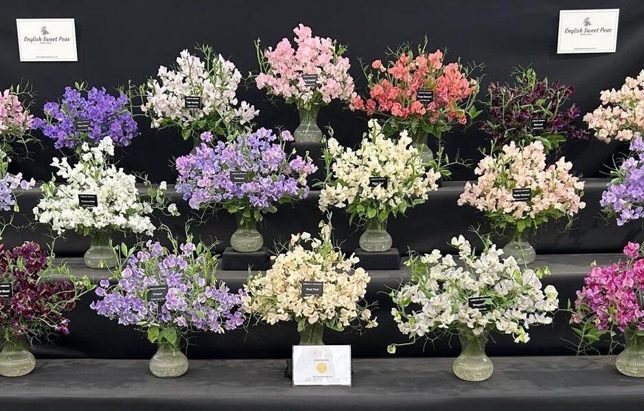 RHS Chelsea Flower Show 2025 Gold Medal Winning Exhibitor