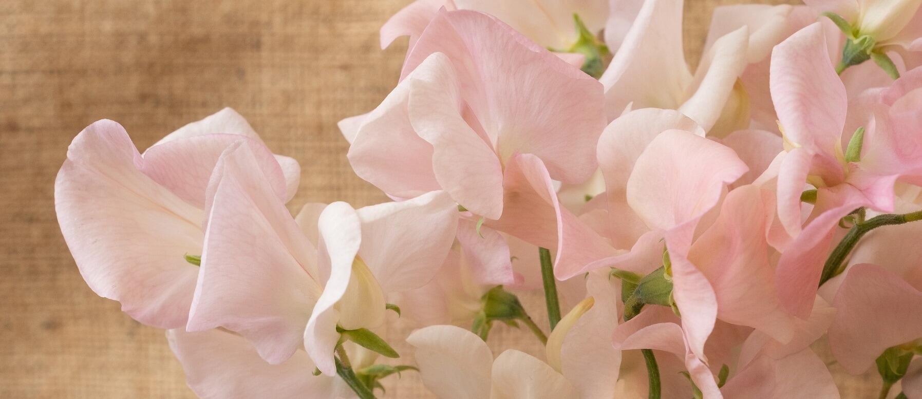 Sweet Pea 'Shell Pink' - sold out after making an appearance on the BBC coverage of RHS Chelsea Flower Show