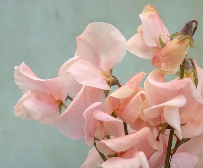 Shell Pink - Sold Out, more stock Autumn 2025