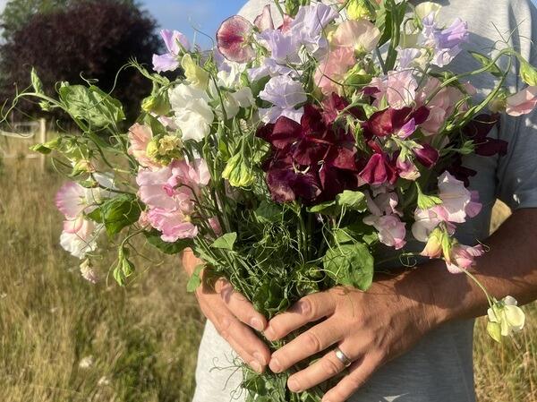 What are sweet peas?