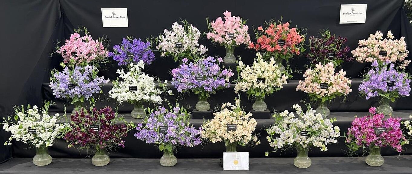 RHS Chelsea Flower Show 2025 Gold Medal Winning Exhibitor