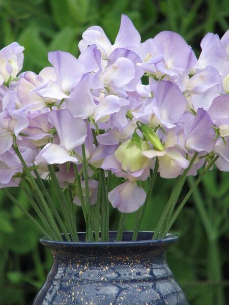 What is the most strongly scented Sweet Pea?