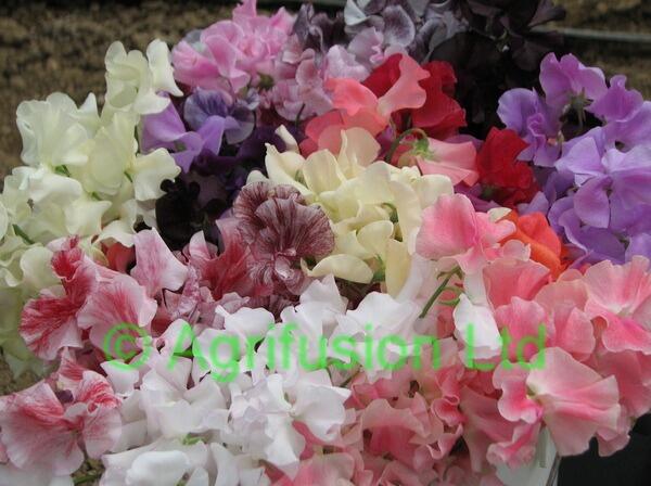 Which Sweet Peas are best for cut flowers?