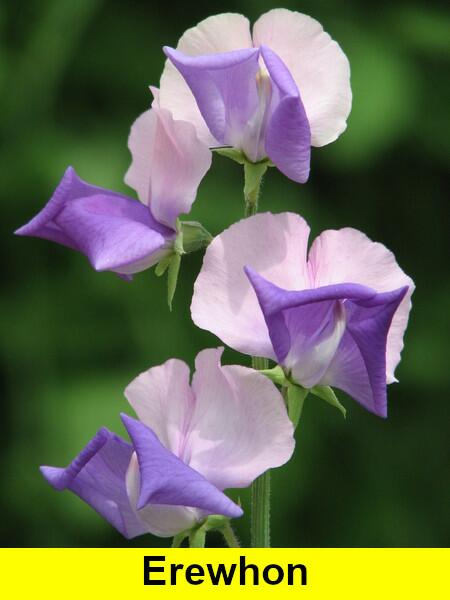 banner-img-7541-c.jpg
