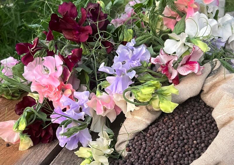 Grow your own beautiful flowers from seed