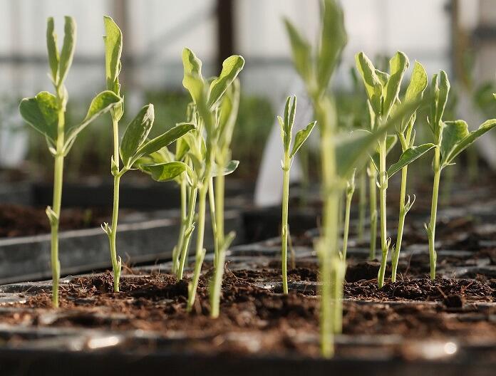 Growing Instructions - click here