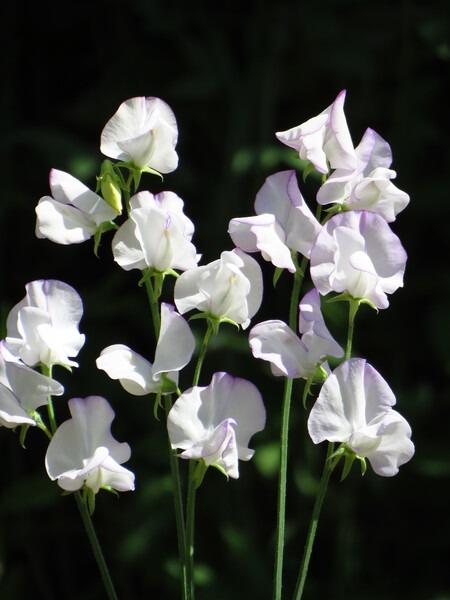 Sweet Pea Albutt Blue