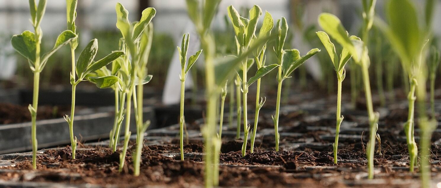 Growing Instructions - click here