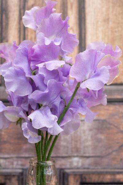 Sweet Pea Andrew Cavendish