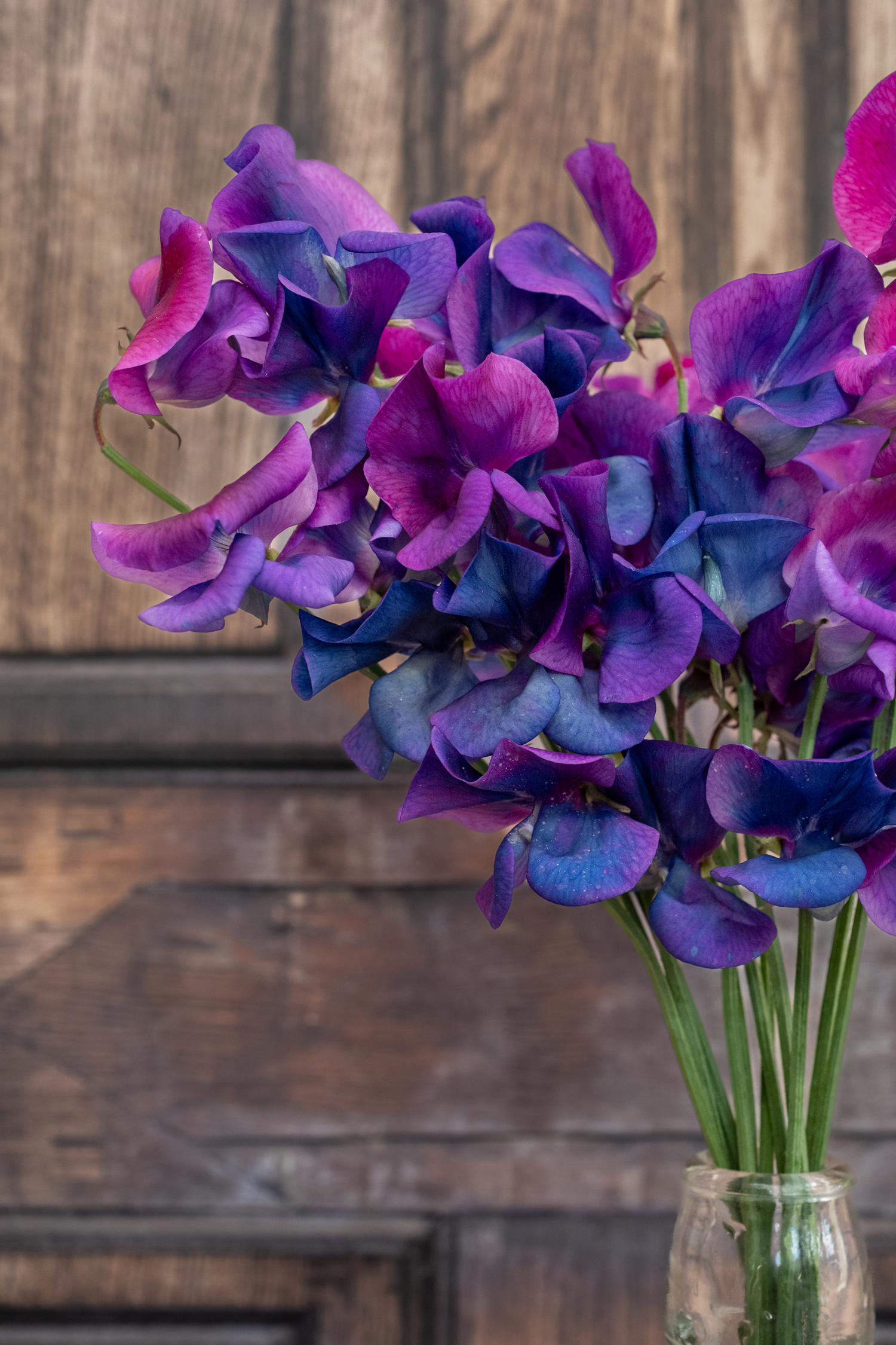 The Extraordinary Hammett Collection Rare Sweet Peas You Won’t Find