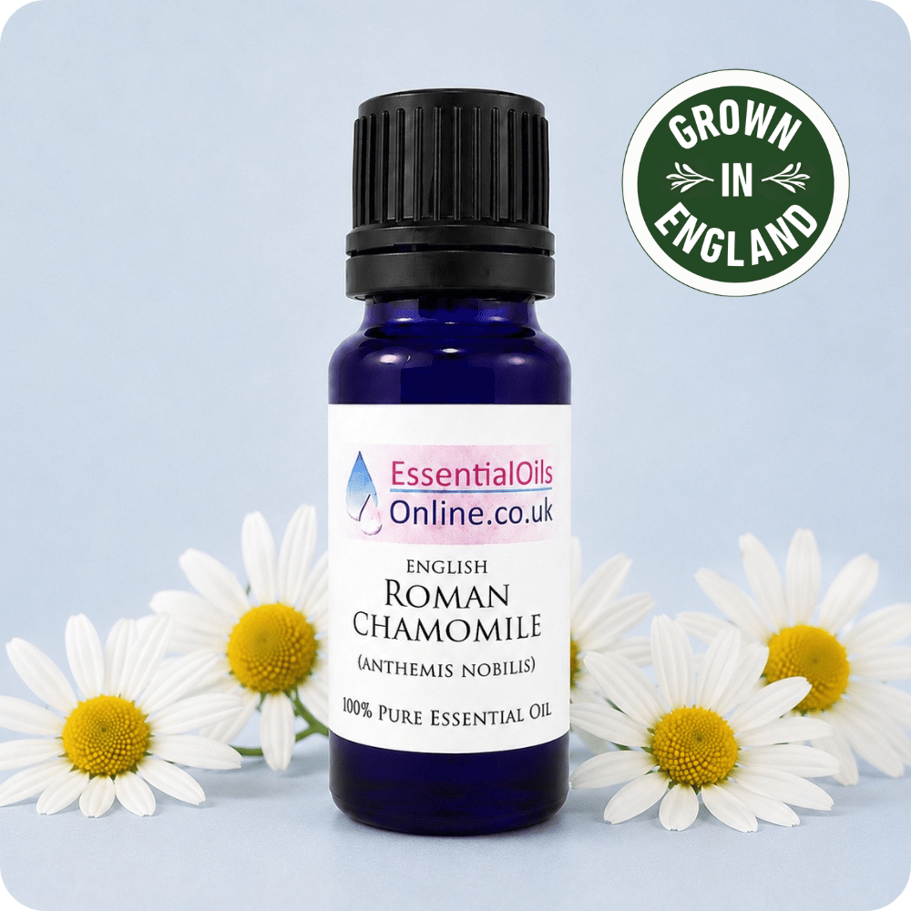 Roman Chamomile essential oil English Anthemis Nobilis Flowers