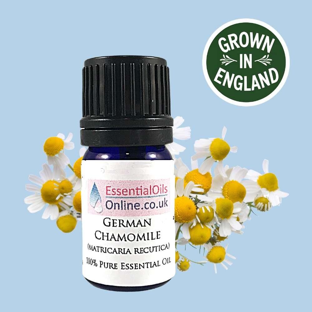 German Chamomile essential oil, English