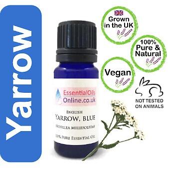 Blue Yarrow essential oil