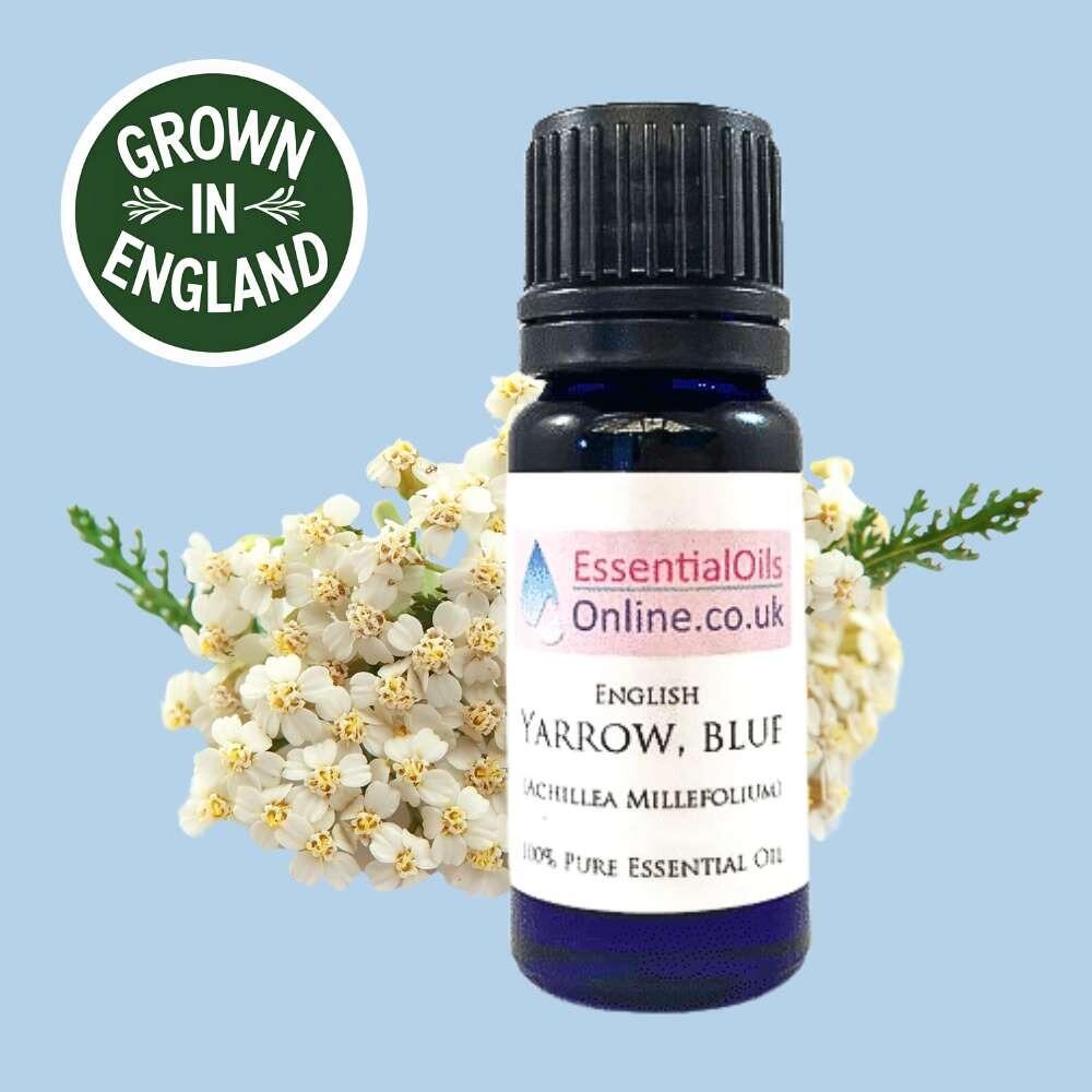 Blue Yarrow essential oil