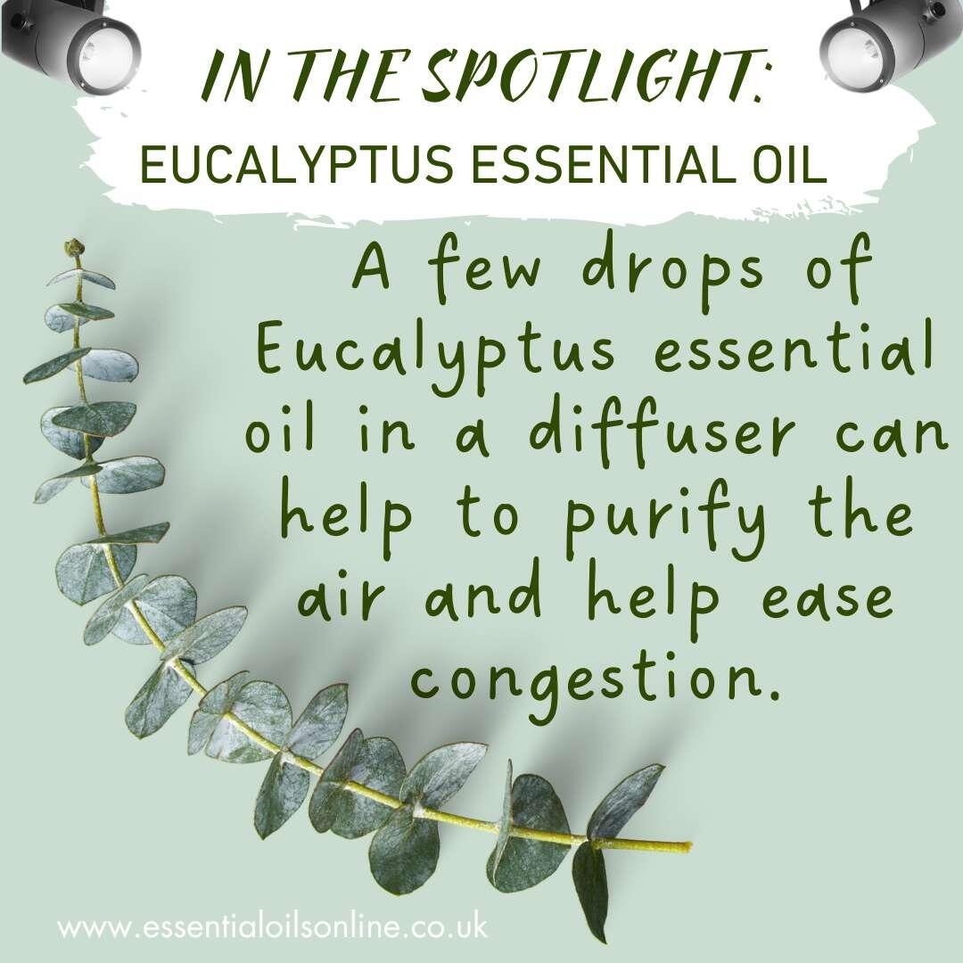 Organic Eucalyptus essential oil tip