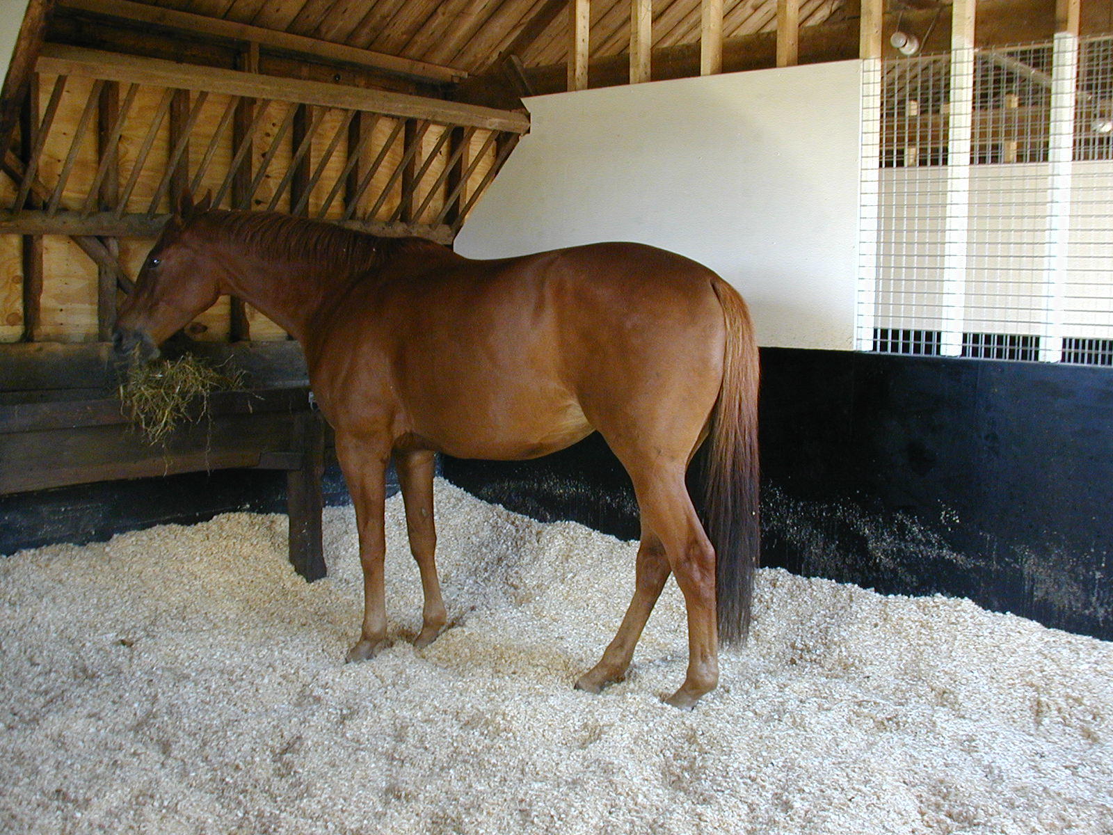 Horse Feed, Bedding, Haylage and Equine Accessories in North Essex and