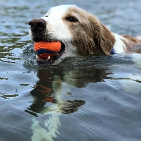 Chuckit! Ultra Ball Dog Toy Floating