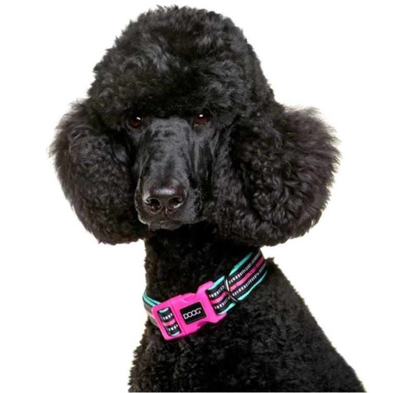 DOOG Neon Hi-Vis Dog Collars - Rin Tin Tin Pink & Green