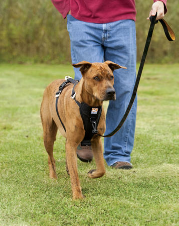 Kurgo Enhanced Strength Tru-Fit Car Harness For Dogs walking