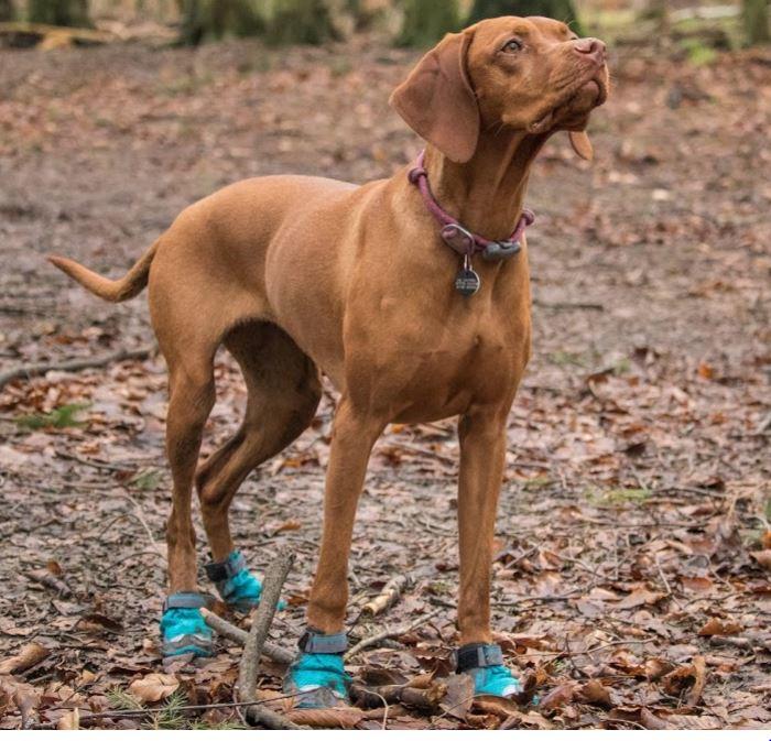 Dog Boots in Blue Spring