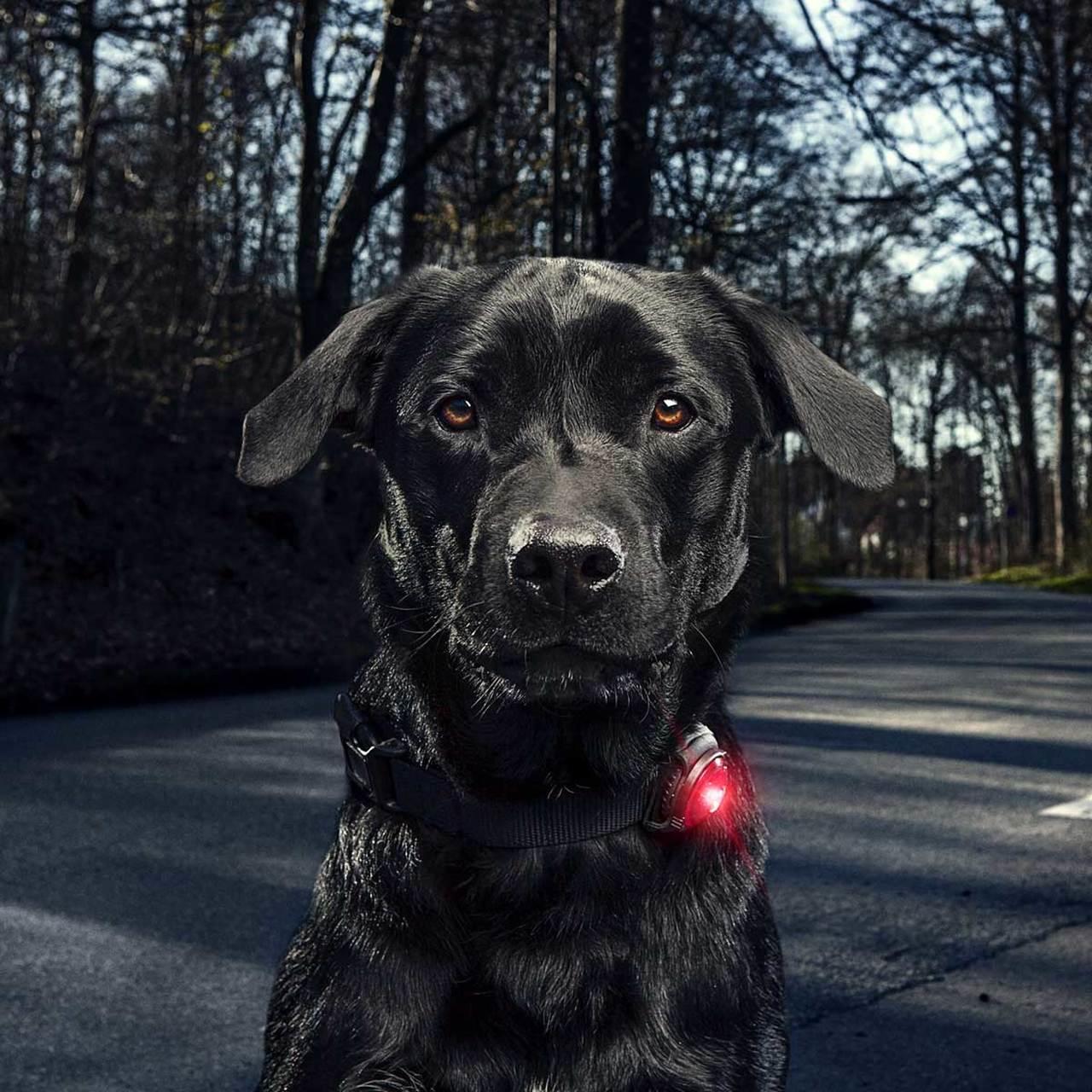 Orbiloc Dog Dual Safety LED Light