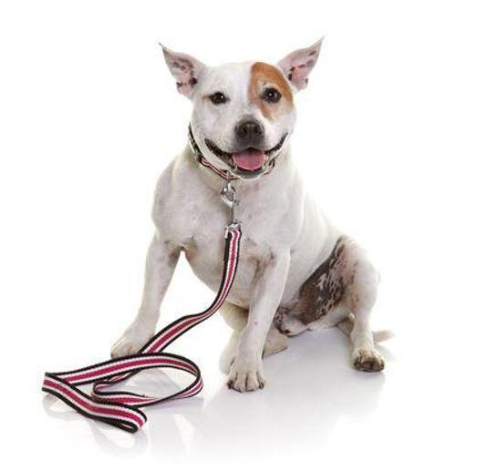 DOOG Striped Cotton Canvas Dog Collar and lead