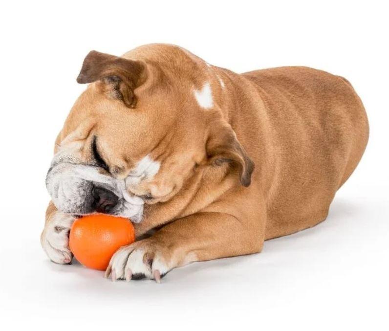 Planet Dog Orbee-Tuff Squeak Ball Orange - Dog Playing