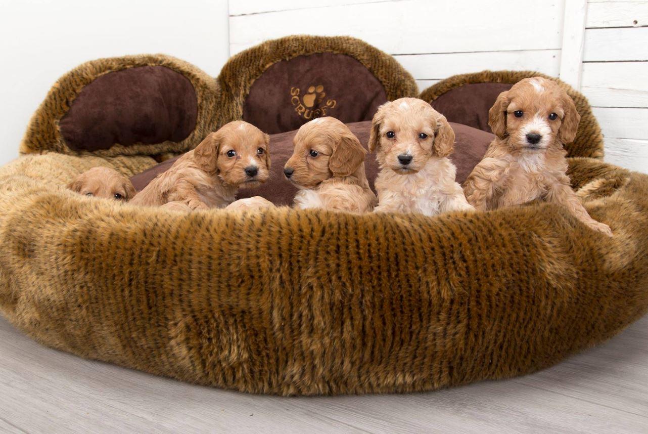 Scruffs Grizzly Bear Dog Bed for Multiple Dogs