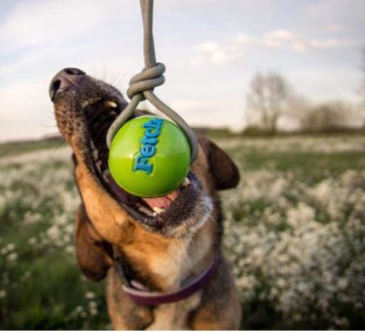Planet Dog Orbee-Tuff Fetch Ball With Rope Play