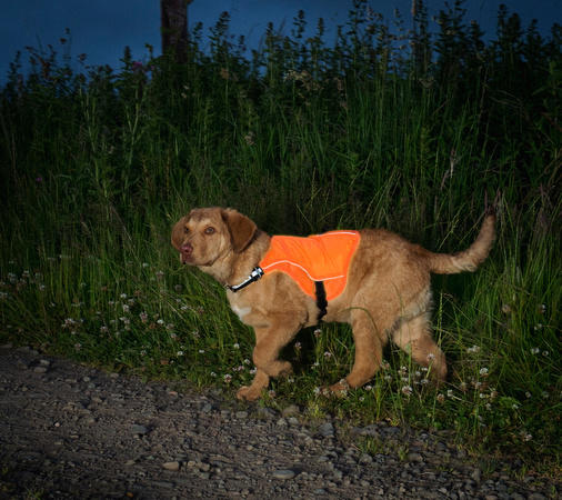 Kurgo Reflect and Protect Reflective Dog Vest