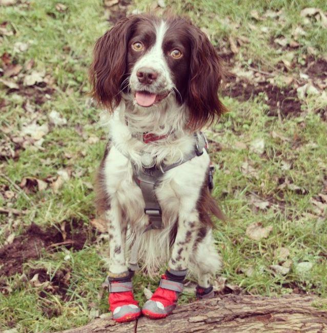 Boots For Dogs in Red Currant