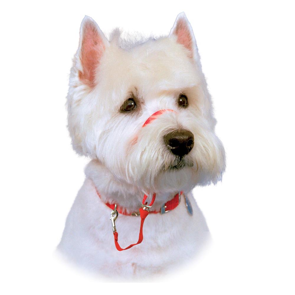 Company Of Animals Halti Head Collar for Dogs Red
