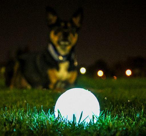 Chuckit! Glow in the dark ball for dogs