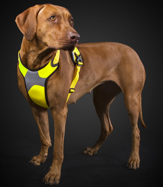 Hurtta Lifeguard Dazzle Dog Harness