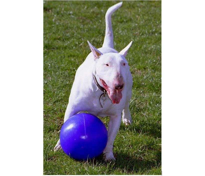 Company Of Animals Boomer Ball Dog Toy for tough chewers